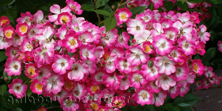 Rose MOZART im Verkaufsgarten Oberbauer im Waldweg Amerang