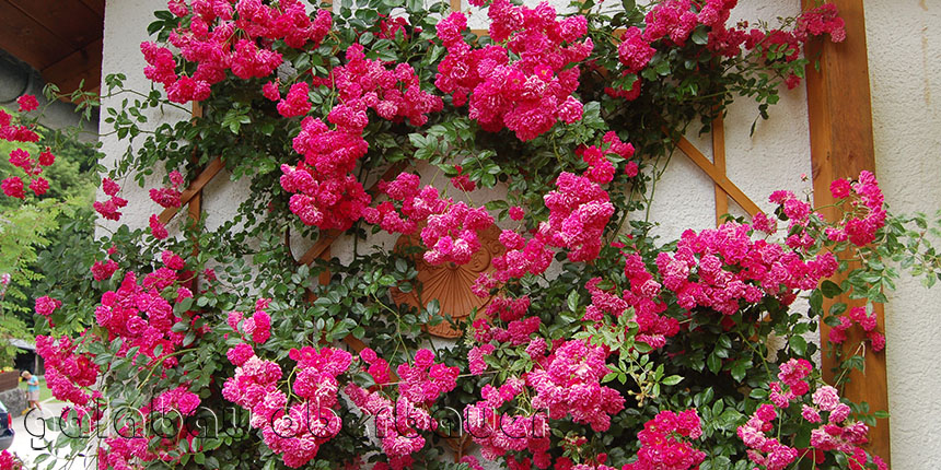 Rose SUPER EXCELSA im Verkaufsgarten Oberbauer im Waldweg Amerang