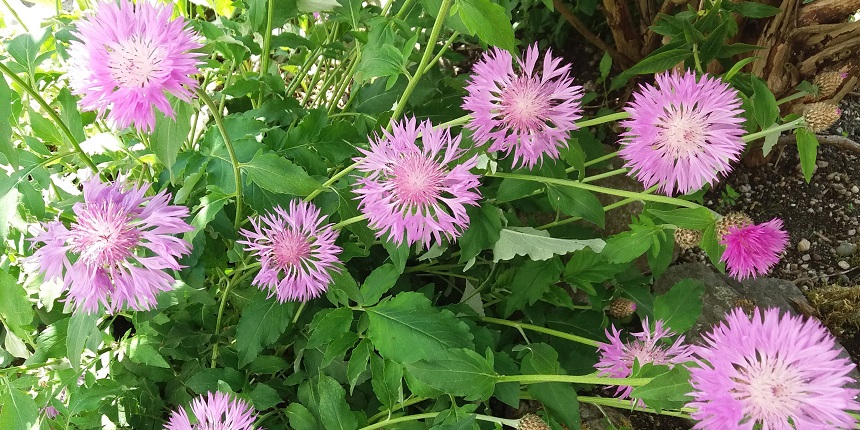 Flockenblume im Verkaufsgarten am Waldweg in Amerang günstig kaufen