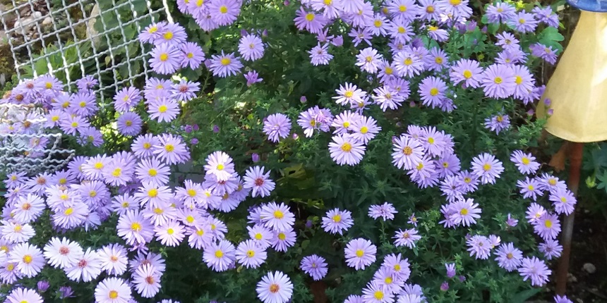 Kissenaster im Verkaufsgarten Oberbauer kaufen