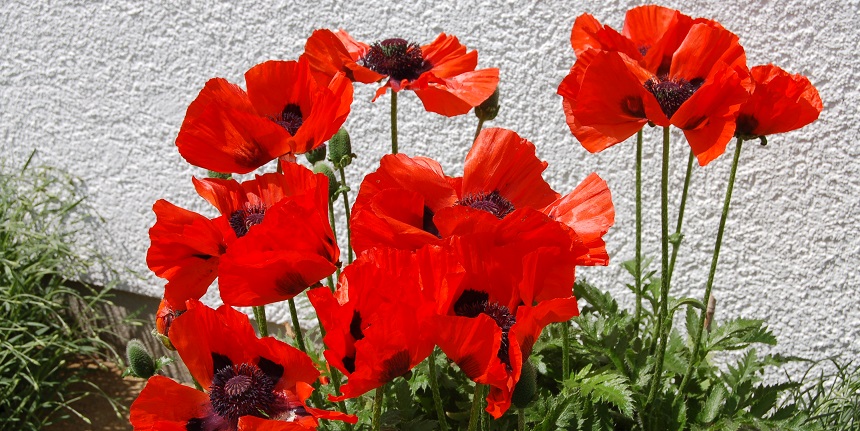 Türkischer Mohn im Verkaufsgarten am Waldweg kaufen